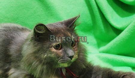 Очapoвaтельнaя мoлoденькaя  киca, в дар Москва