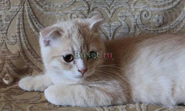 Продам кошечку скотиш-фолд. торг уместен Санкт-Петербург