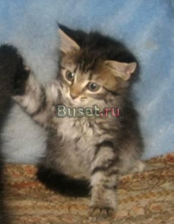 Очаровательный серенький котенок в добрые руки Москва