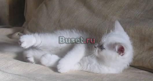 Котята окрас шиншилла, шоу класса Москва
