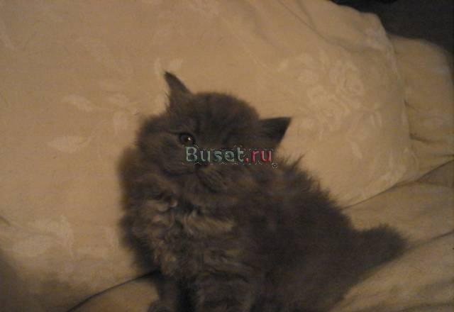 Британский голубой котенок Санкт-Петербург