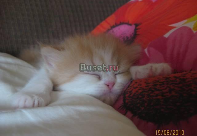 Отдам котенка Истра