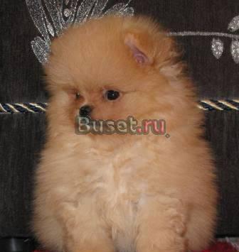 Щенки шпица,клубные Омск