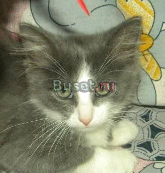 Котёнок Баксик - молодой и заводной игрунчик Москва