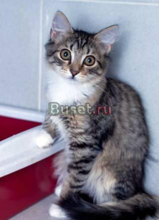 Малышка-очаровательный чудо-котенок Санкт-Петербург