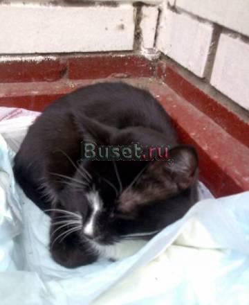 Котенок в добрые руки Москва