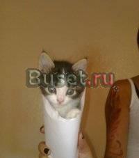 Отдам в добрые руки котенка Ростов-на-Дону
