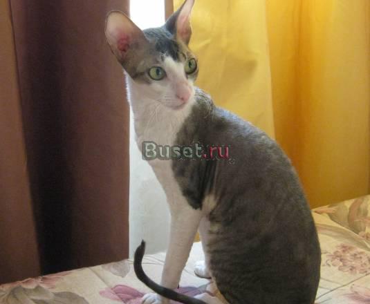 Отдам в хорошие руки кошку корниш-рекс Подольск