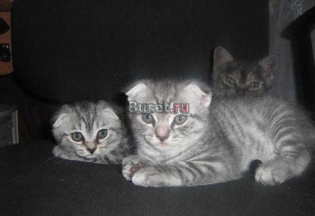 Британские короткошерстные котята Санкт-Петербург