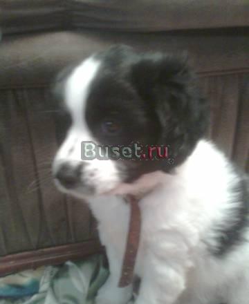 Щеночек русского спаниеля 2 мес Москва