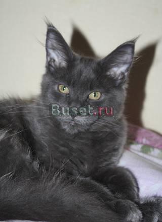 Котята мейн-кун Москва