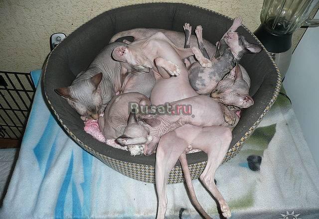 Отдам  кошку канадского сфинкса Москва