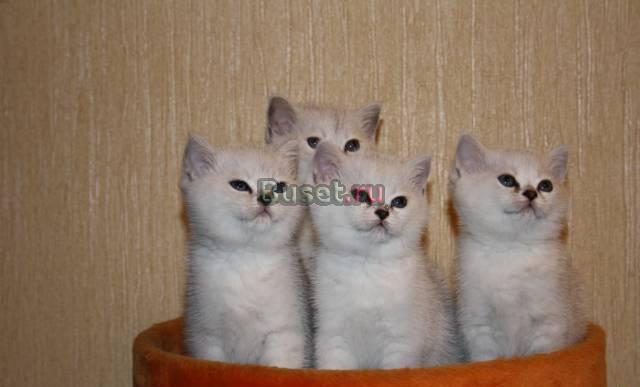 Британские котята серебристой шиншиллы Москва
