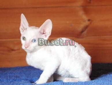 Корниш-рекс. Белоснежный разноглазый котенок Москва