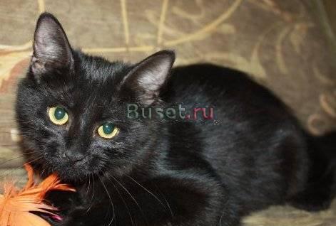Черный котенок в добрые руки Санкт-Петербург