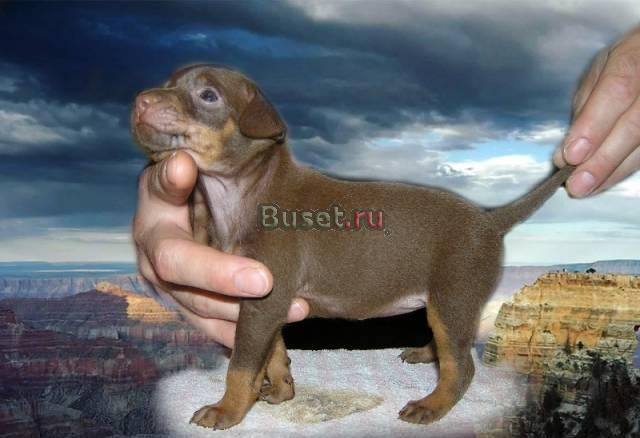 Девочка шоколадочка Москва