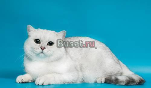 Британский элитный котик. Серебряная шиншилла Санкт-Петербург