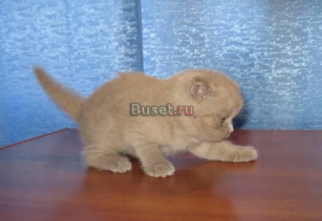 Шотландские котята Москва