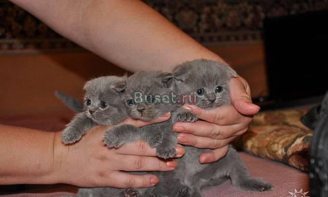 Очаровательные голубые "медвежата" Москва
