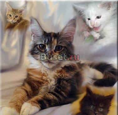 Мейн кун котята Москва