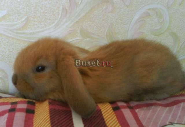 Продадим крольчат породы вислоухий баран недорого) Санкт-Петербург