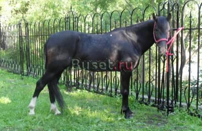 Продаётся Русский рысак Санкт-Петербург