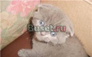 Британские котики и кошечки Москва