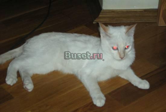 Сноу-шу котенок Москва