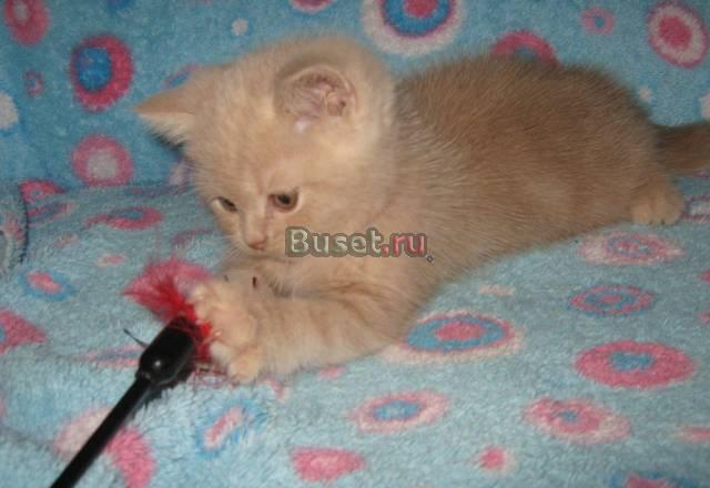 Замечательные британские котята Москва