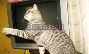 Британские котята окрасов  серебристый табби Москва