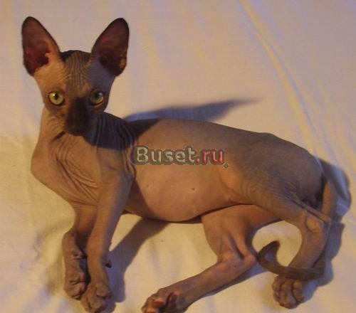 Продажа котят канадского сфинкса Москва