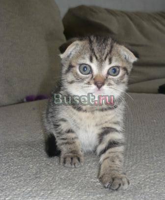 Продаю скотиш-фолдов Челябинск