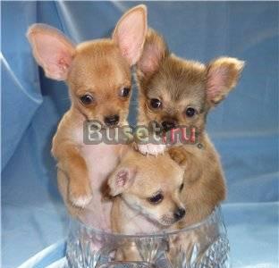 Щенки   чихуахуа Москва