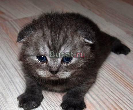 Шотландский вислоухий котик Москва