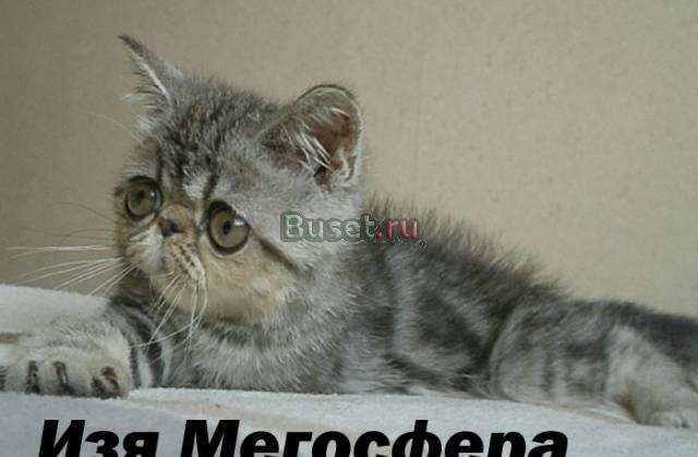 Серебристый экзот Москва