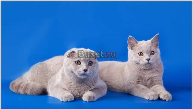Шотландская короткошерстная Москва