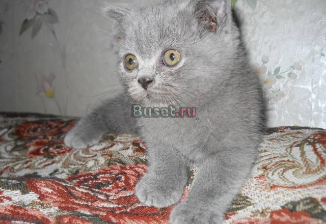 Британские клубные котята Москва