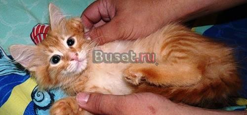 Котята, мальчик и девочка, 2,5 мес., в дар Москва