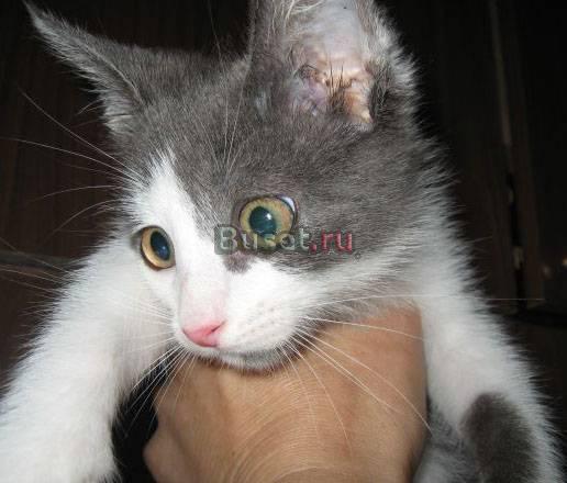 В Добрые руки котенок мальчик, 2 мес Москва