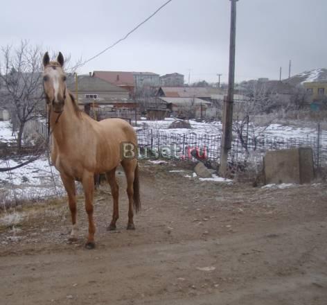 Жеребец Ахалтекинской породы Кисловодск