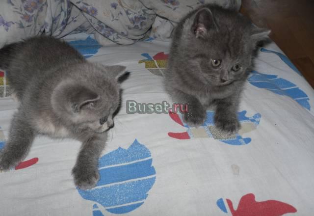Британские котята Москва