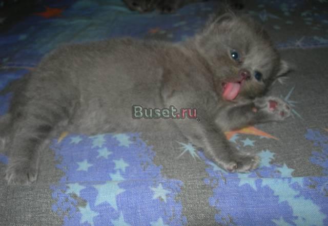 Британские голубые котята Москва