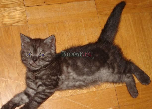 Шотландский короткошёрстный котёнок Москва