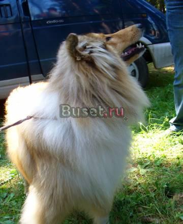 Продается Колли Екатеринбург