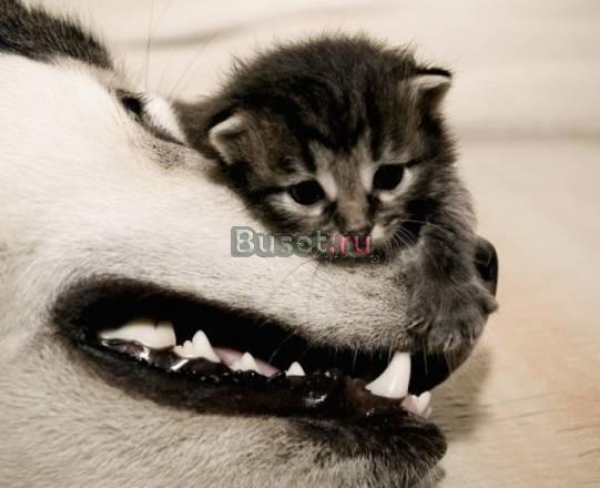 Возьму котёнка, который не очень царапается Москва