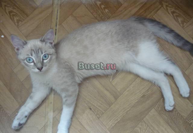 Кошечка в добрве руки Ярославль