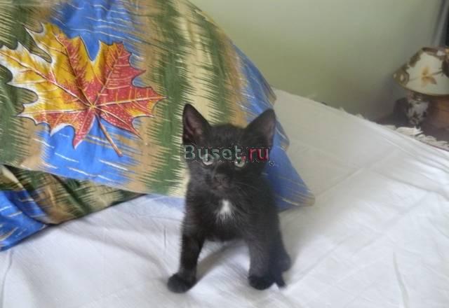 Очаровательная черная кошечка Москва