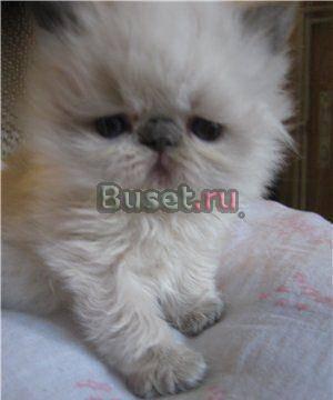 персы и экзоты котята Москва