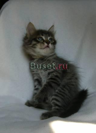 Котята метисы сибирские Москва