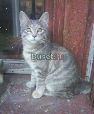 Продаются котята Курильского бобтейла Санкт-Петербург